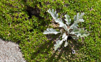 Genepì 766 0 094 Genepì